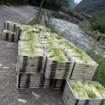 高山娃娃菜，5月份左右大量上巿，今年量大，能长期合作老板