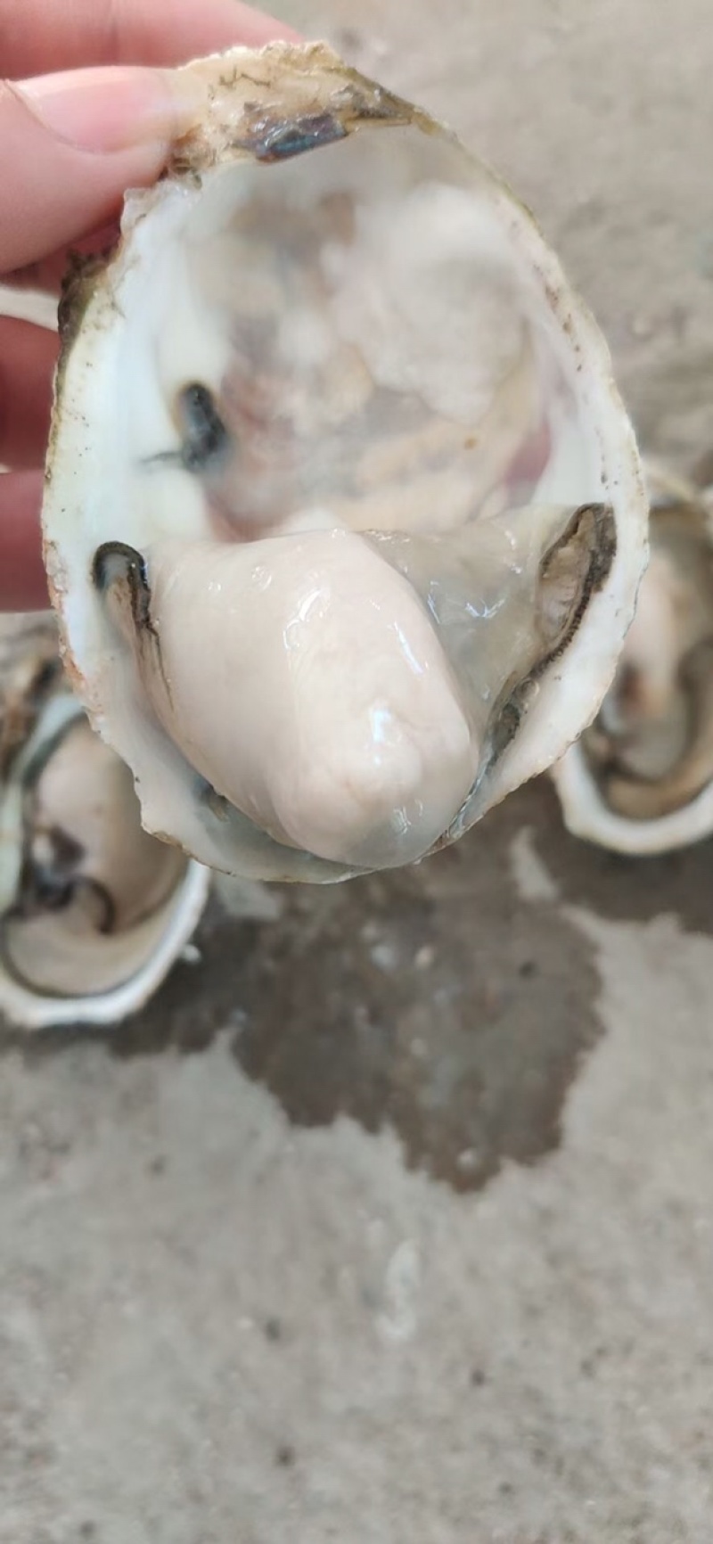 福建蚝