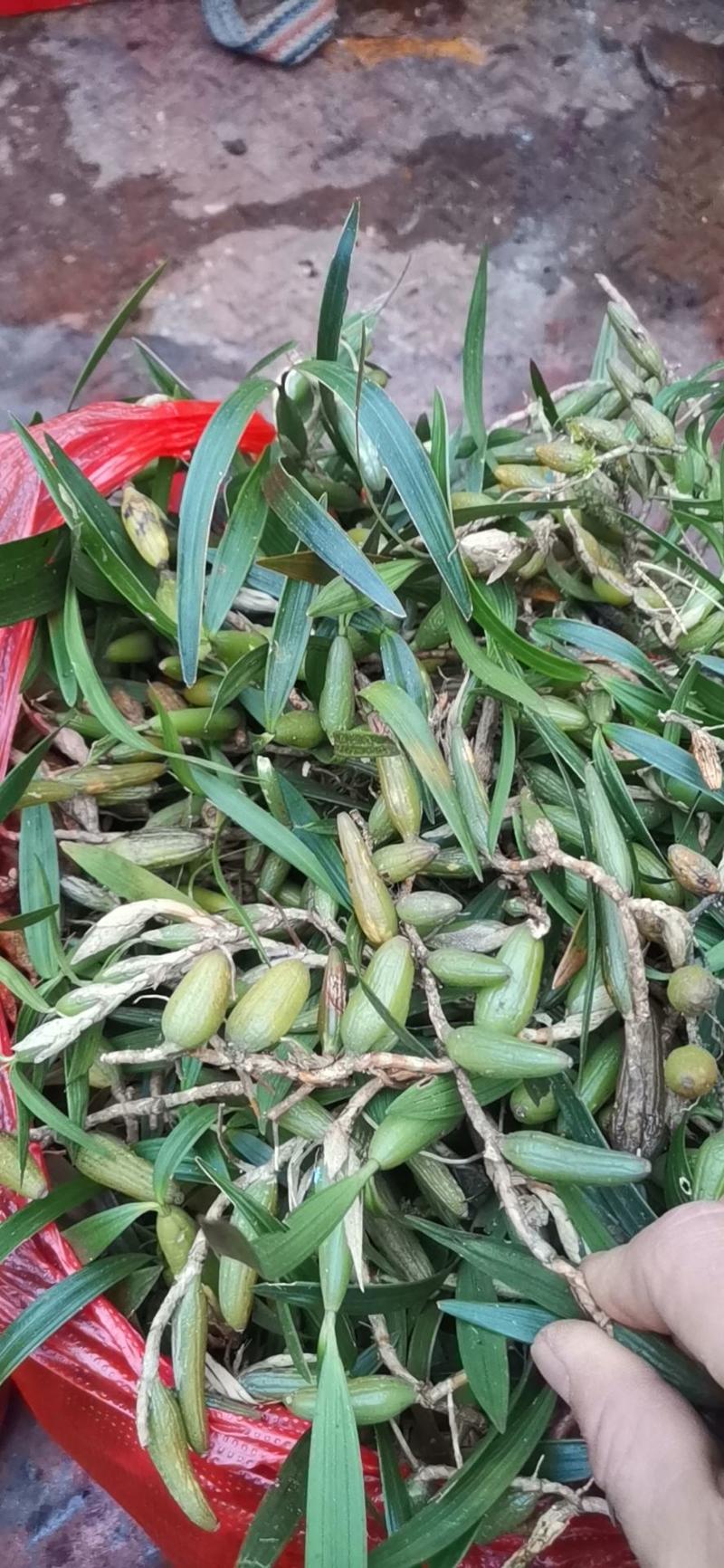 石橄榄：生长于贵州省黔西南州安龙县大山深处