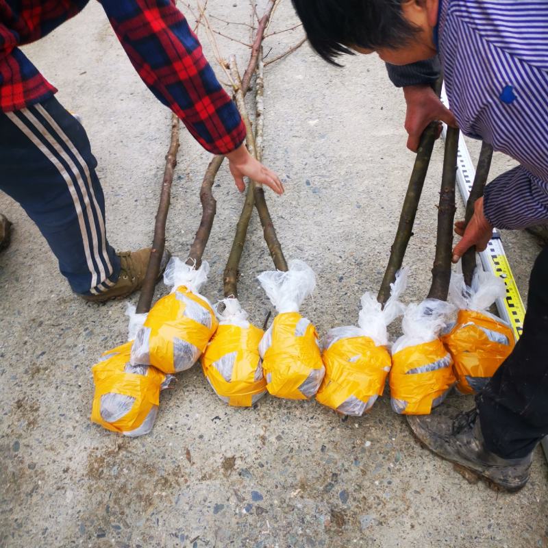 基地直销，夏禹林珙桐杯苗幼苗小苗中华鸽子树一件代发