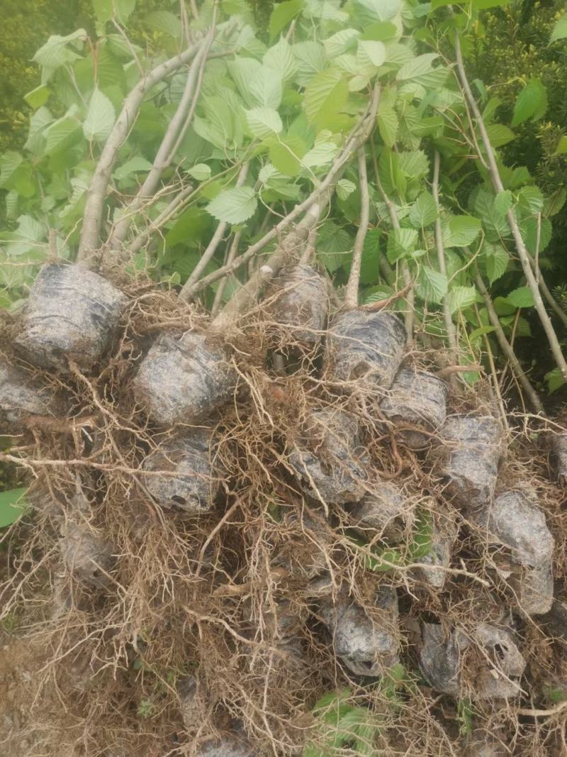 基地直销，夏禹林珙桐杯苗幼苗小苗中华鸽子树一件代发