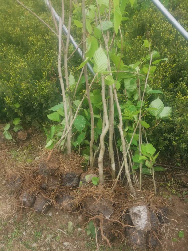 基地直销，夏禹林珙桐杯苗幼苗小苗中华鸽子树一件代发