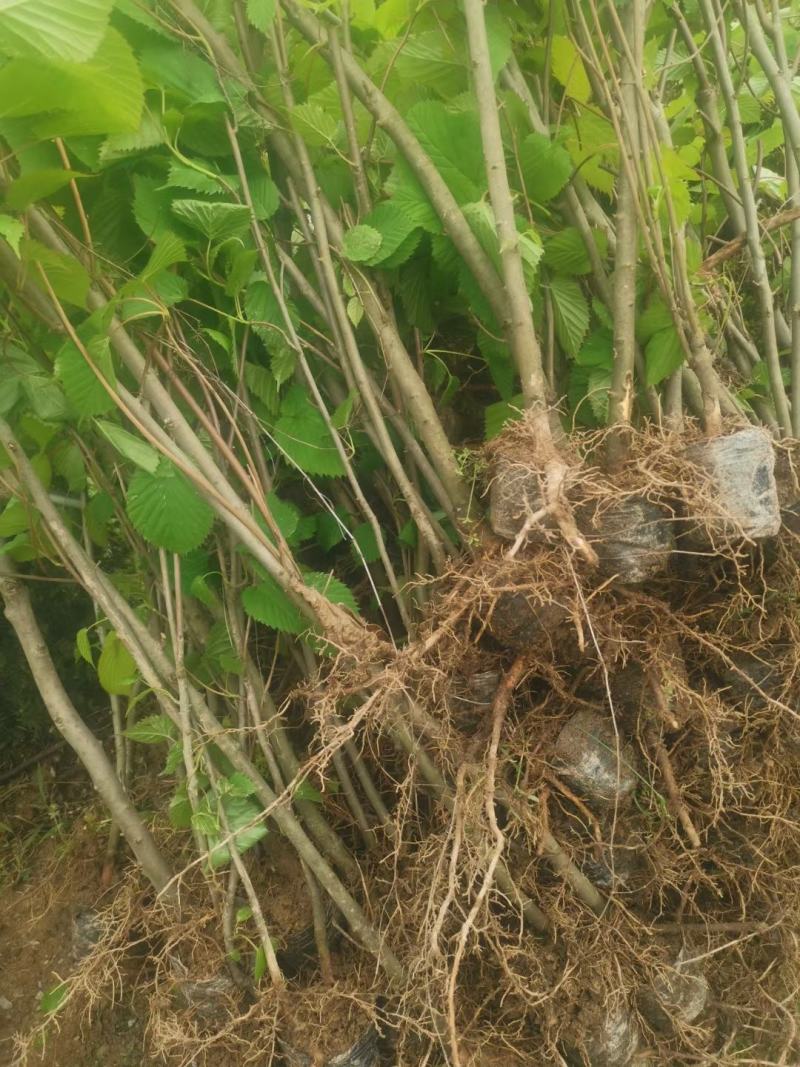 基地直销，夏禹林珙桐杯苗幼苗小苗中华鸽子树一件代发