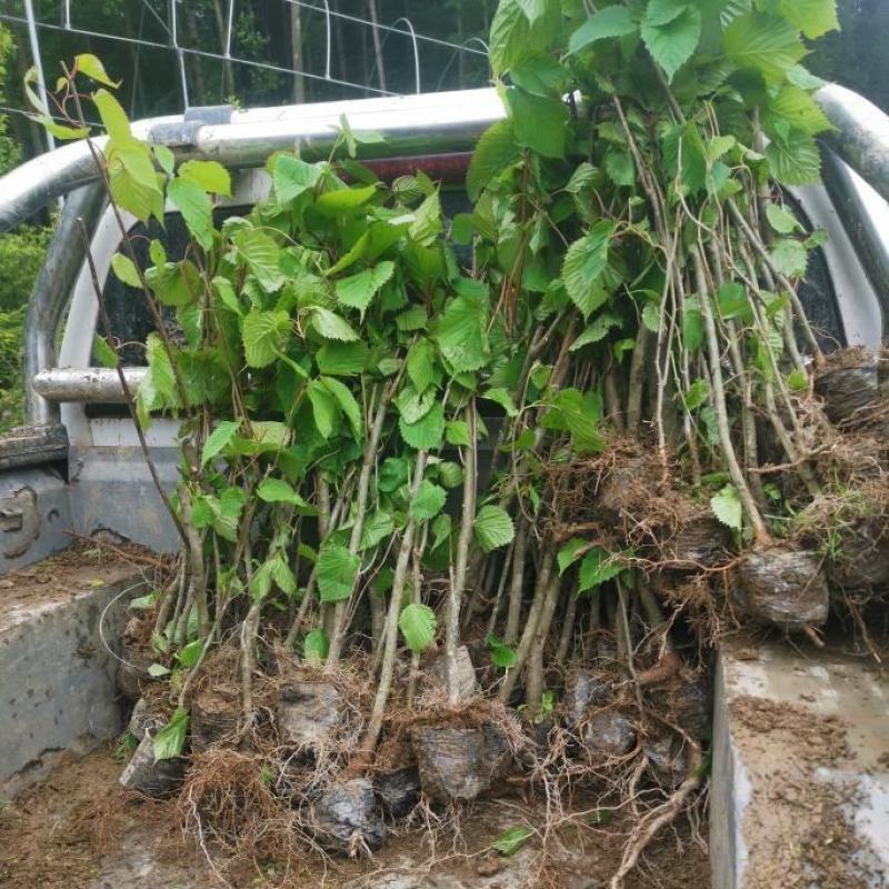 基地直销，夏禹林珙桐杯苗幼苗小苗中华鸽子树一件代发