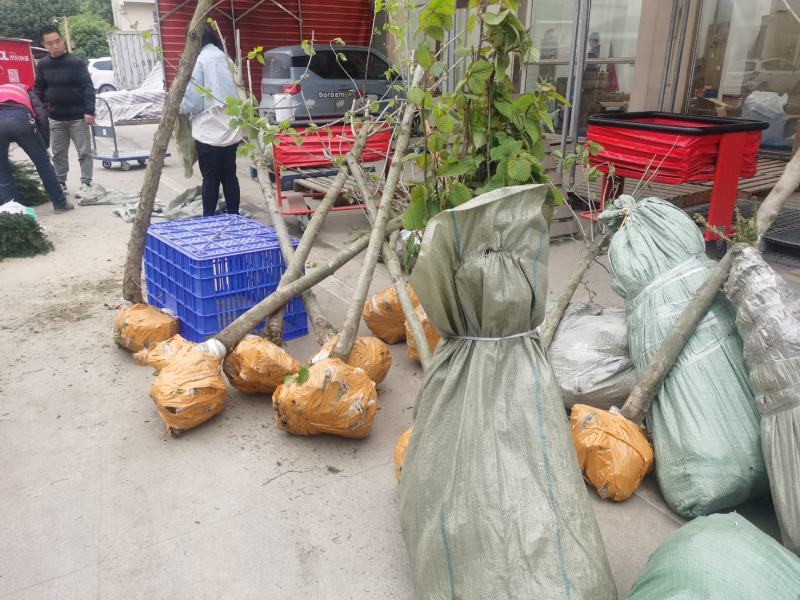 基地直销，夏禹林珙桐杯苗幼苗小苗中华鸽子树一件代发