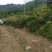 基地直销，夏禹林珙桐杯苗幼苗小苗中华鸽子树一件代发