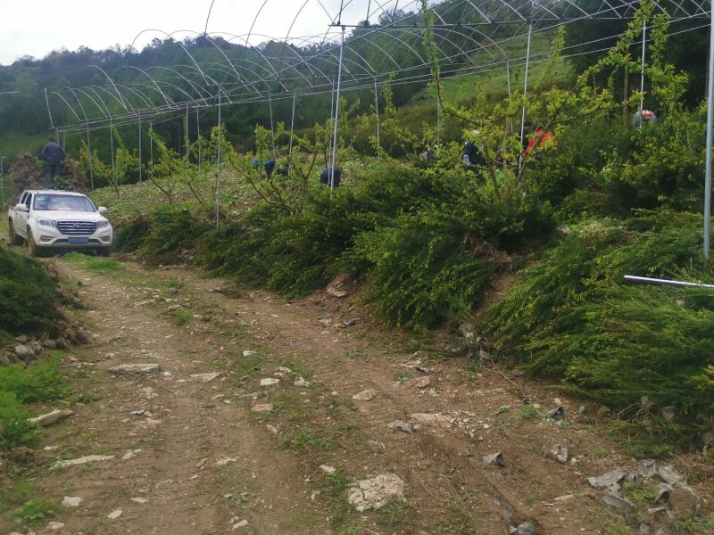 基地直销，夏禹林珙桐杯苗幼苗小苗中华鸽子树一件代发