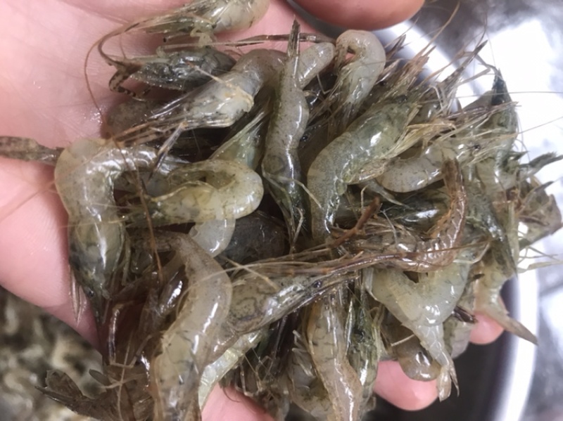 虾