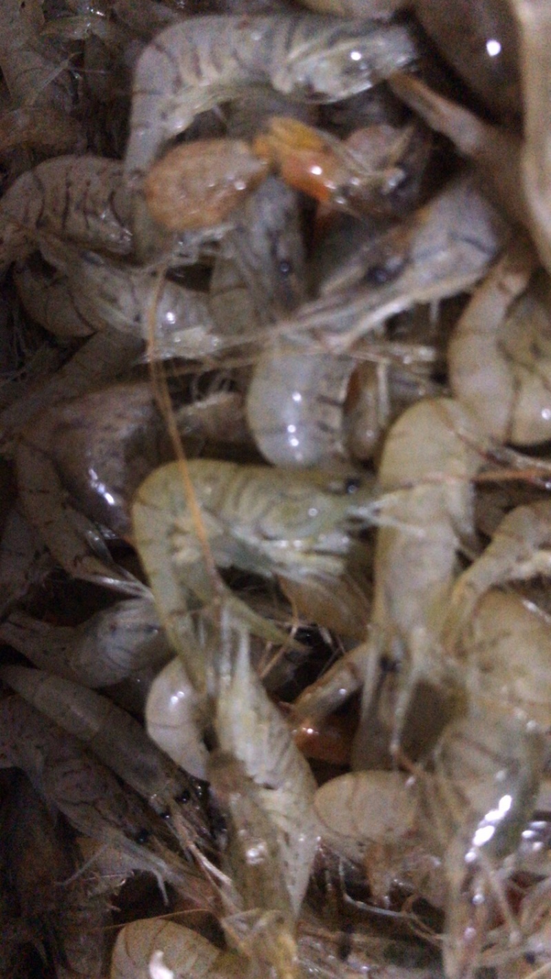 虾