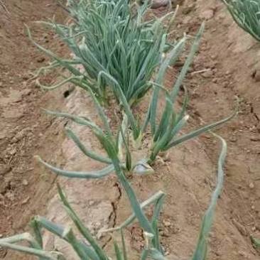 各种蔬菜大量上货