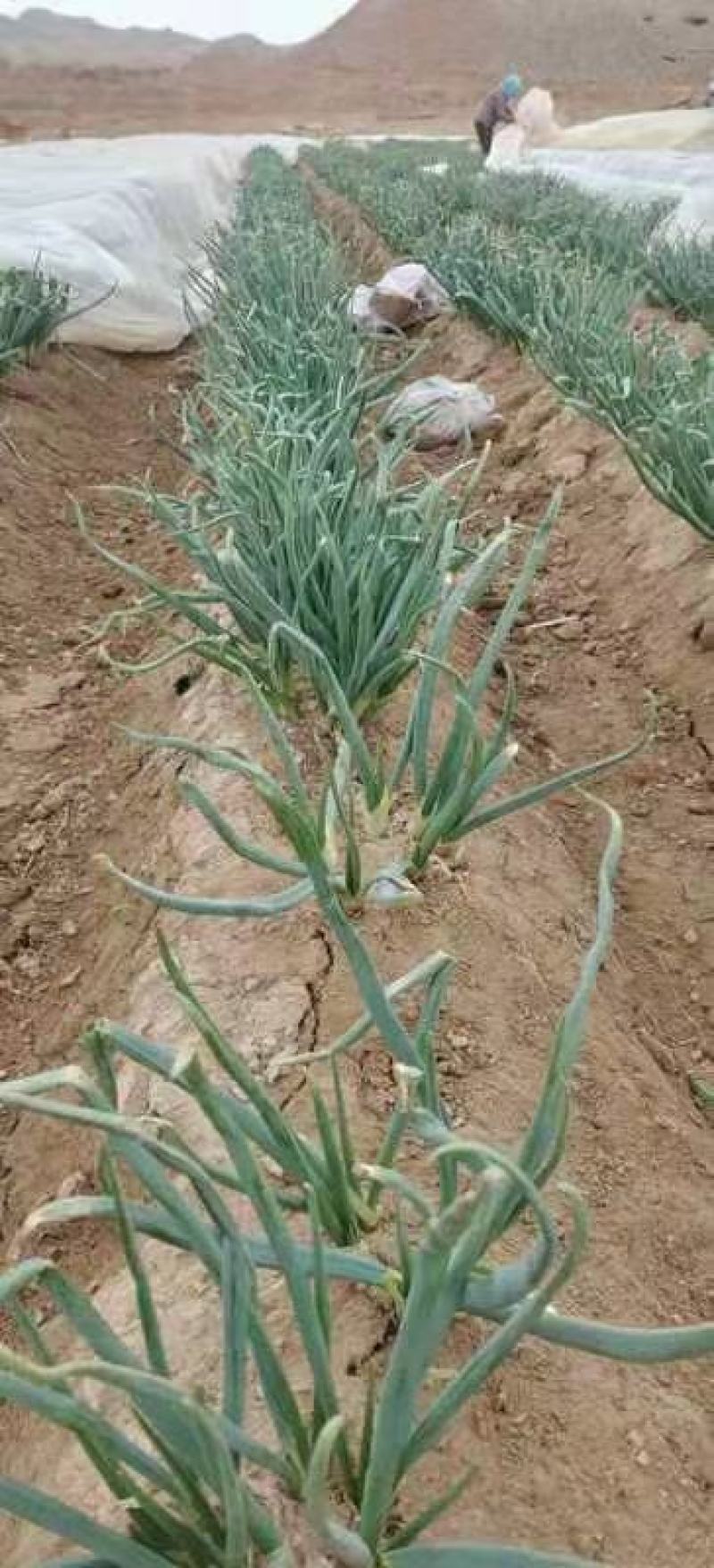 各种蔬菜大量上货