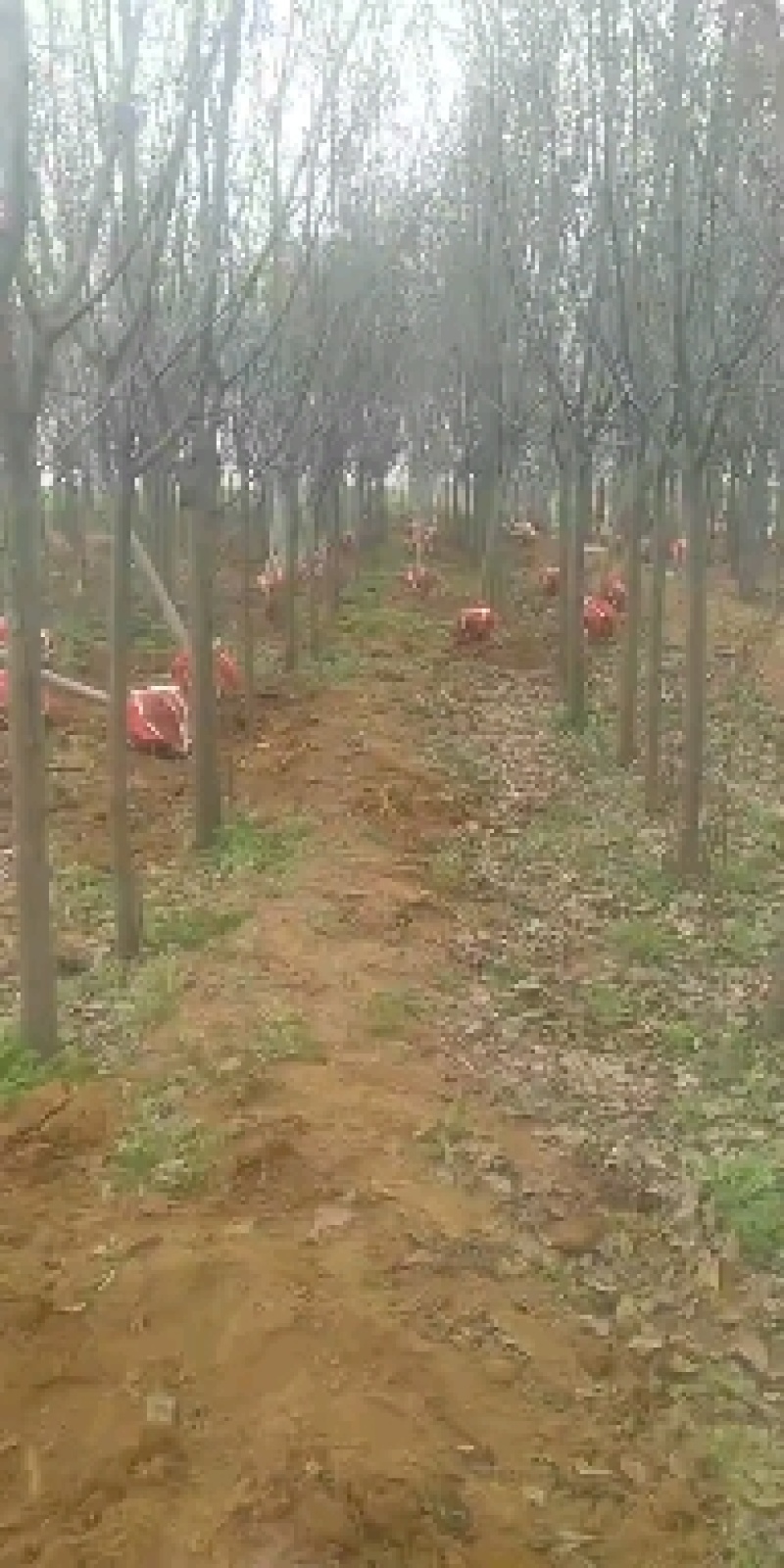 12公分的国槐，10公分的国槐，8公分的规格齐全山西运城