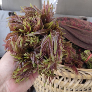 香椿芽，空运，路运方便，价格随当天行情论价，资询，关注，