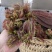 香椿芽，空运，路运方便，价格随当天行情论价，资询，关注，