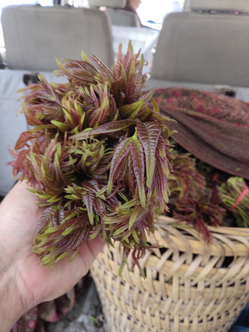 香椿芽，空运，路运方便，价格随当天行情论价，资询，关注，