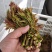 香椿芽，空运，路运方便，价格随当天行情论价，资询，关注，
