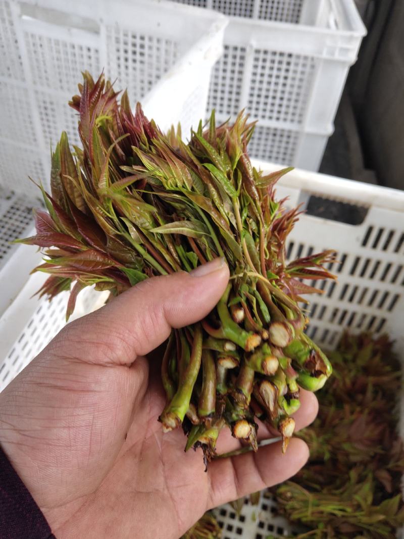 香椿芽，空运，路运方便，价格随当天行情论价，资询，关注，