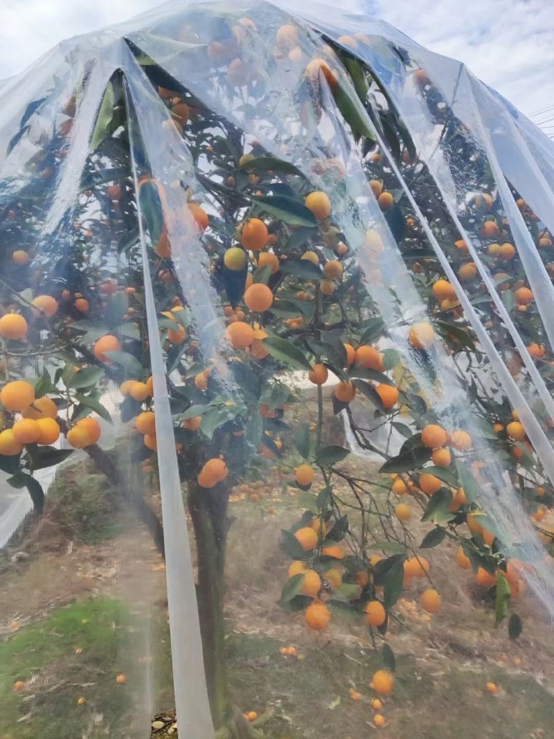 加茂金属砂糖橘专用膜防寒防冻膜金桔专用膜