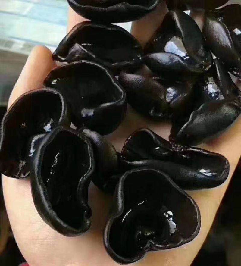 【黑木耳】特级东北黑木耳一级秋冬耳诚信经营量大