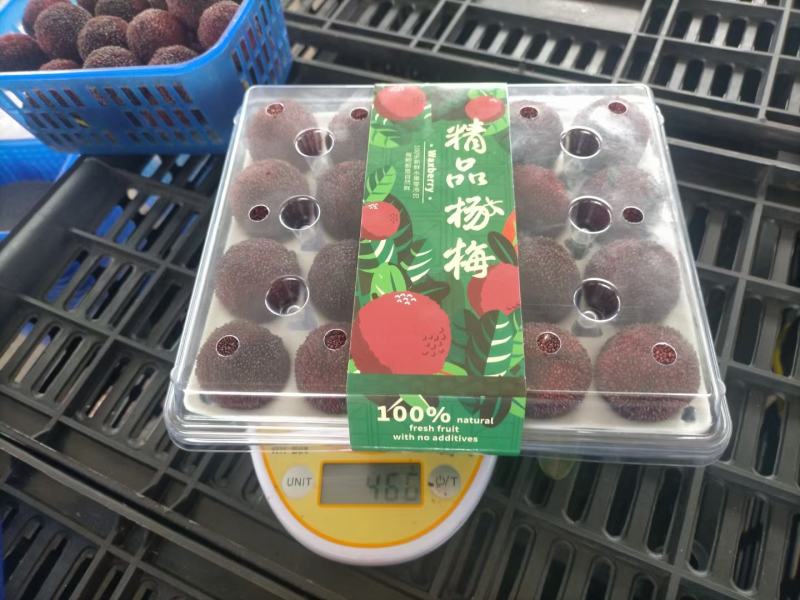 2022年云南石屏高原杨梅即将拉开帷幕，应季水果供应