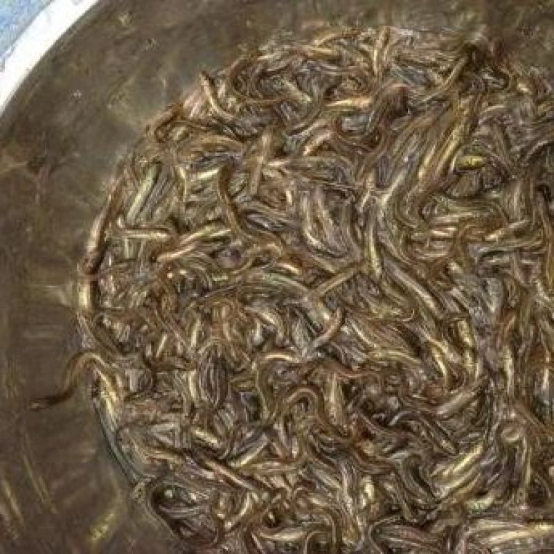 鮰鱼苗江团鱼苗大量供应各种鱼苗。黄膳苗，观赏鱼，