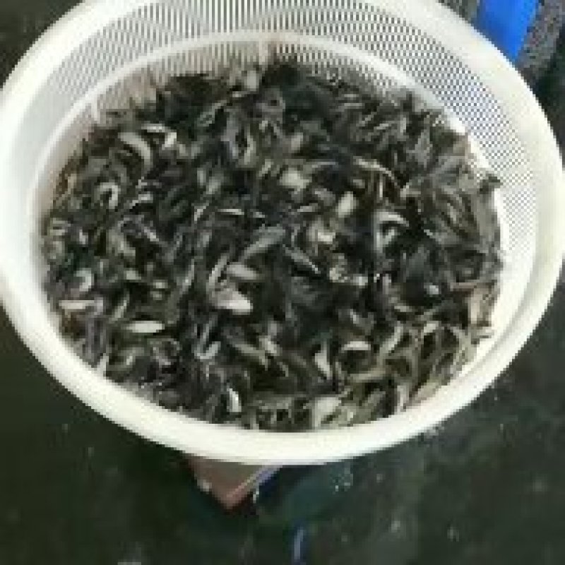 鮰鱼苗江团鱼苗大量供应各种鱼苗。黄膳苗，观赏鱼，