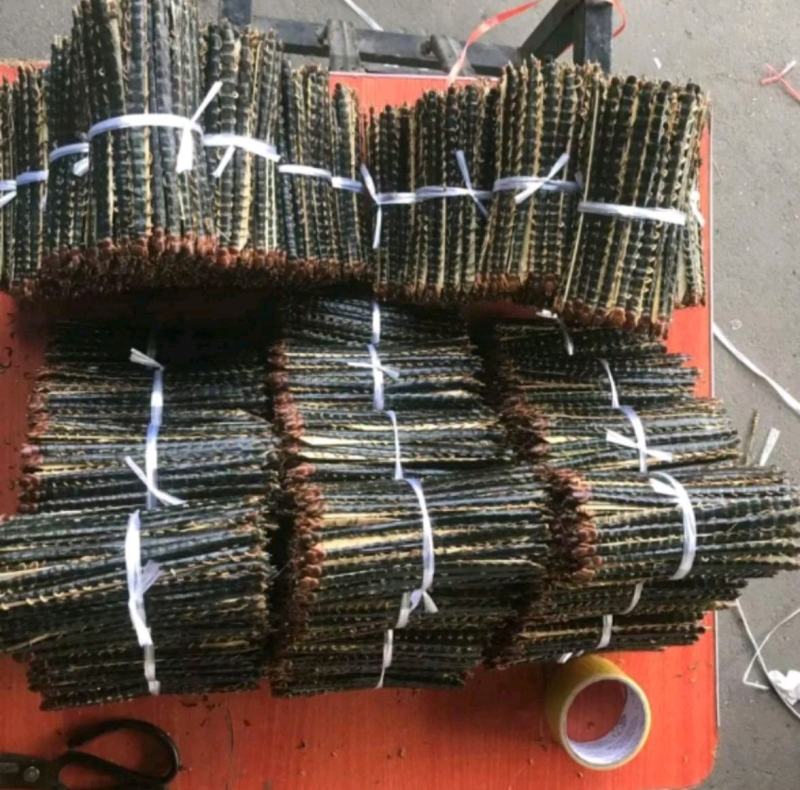 蜈蚣17公分产地湖北振兴药材购销站量大从优