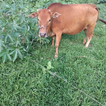 肉牛养殖