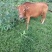 肉牛养殖