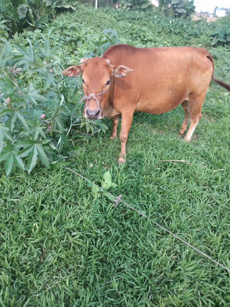 肉牛养殖