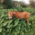 肉牛养殖