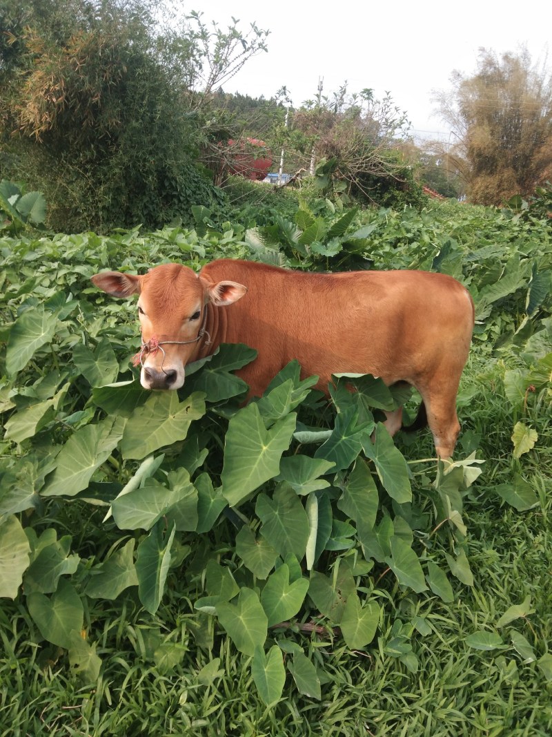 肉牛养殖