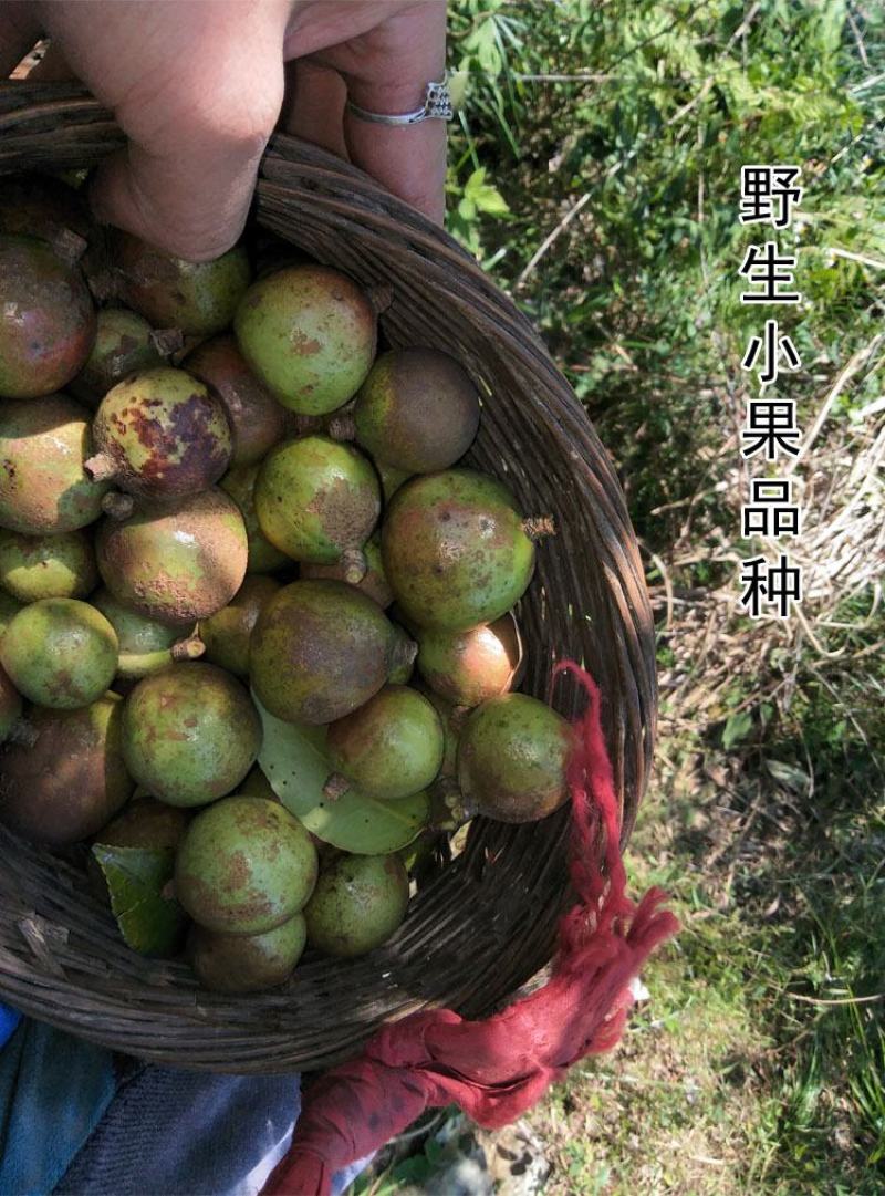 茶粕江西茶籽粉洗洁品洗发粉洗蔬菜水果茶油仔饼洗头洗碗
