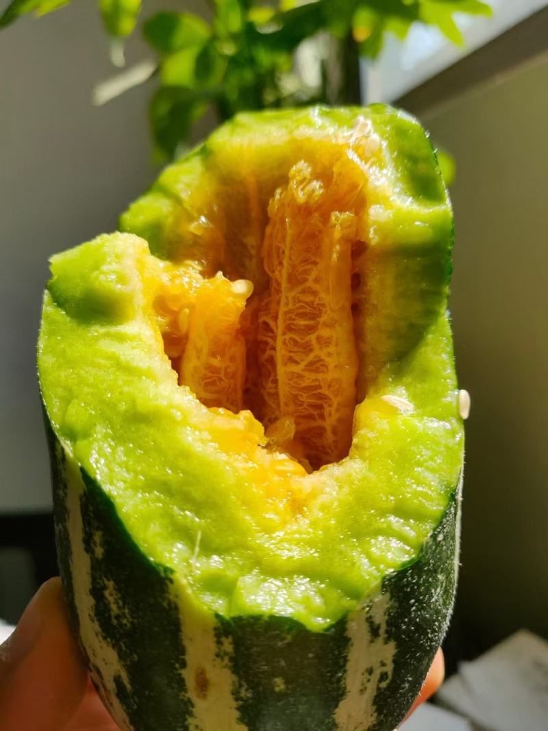 博阳九号羊角蜜绿宝大量上市欢迎老板采购，有专业的小工包装