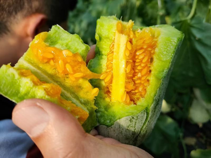 博阳九号羊角蜜绿宝大量上市欢迎老板采购，有专业的小工包装