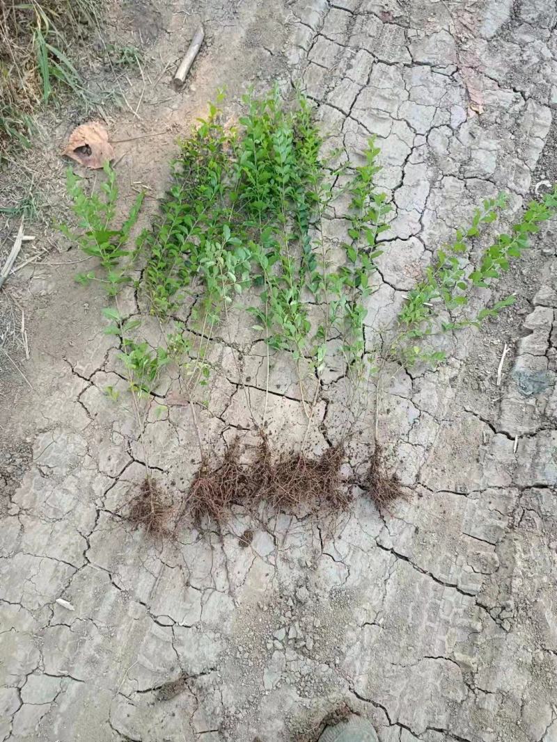 江苏省宿迁市沭阳县苗木基地直发无中间商小叶女贞球量大
