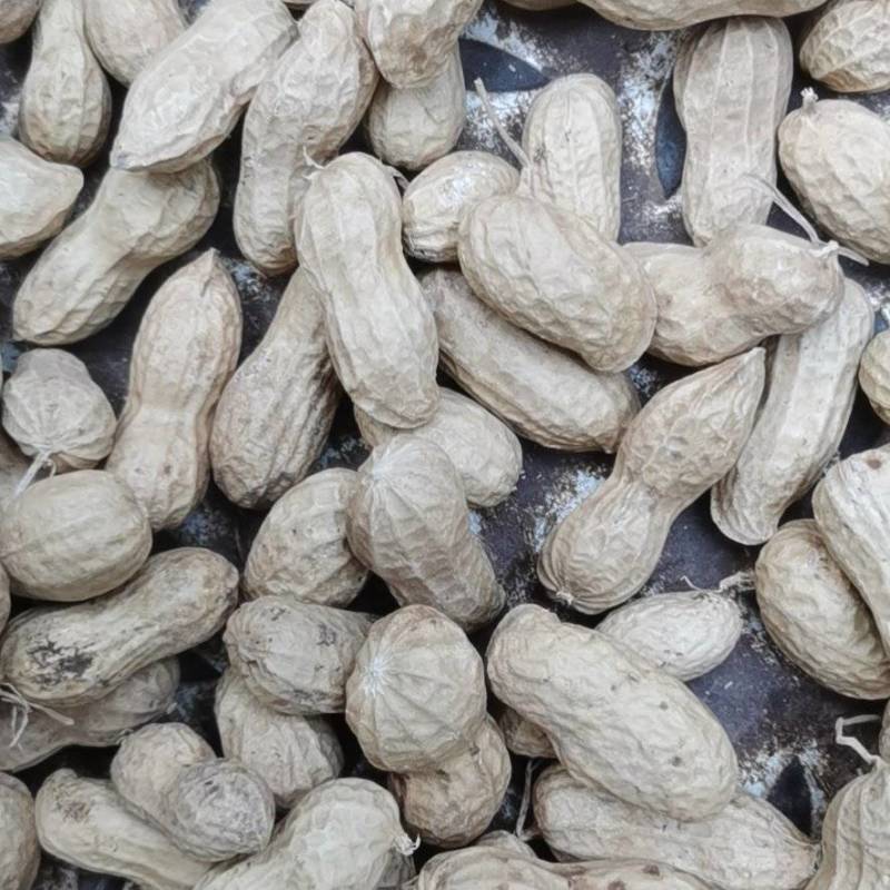 花生果，人工精选高产抗病两粒红双仁果