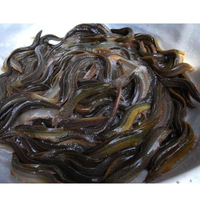 台湾泥鳅苗成品鱼淡水养殖成活率高免费技术全国发货