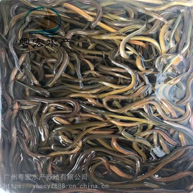 黄鳝苗鳝鱼苗，各种鱼苗出售，全程技术指导，检测水质。