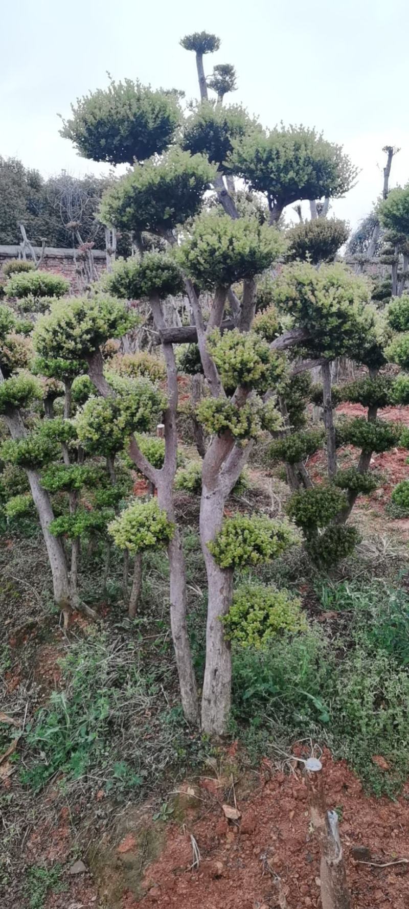 小叶赤楠一手货源自产自销，有意向的朋友可以了解一下