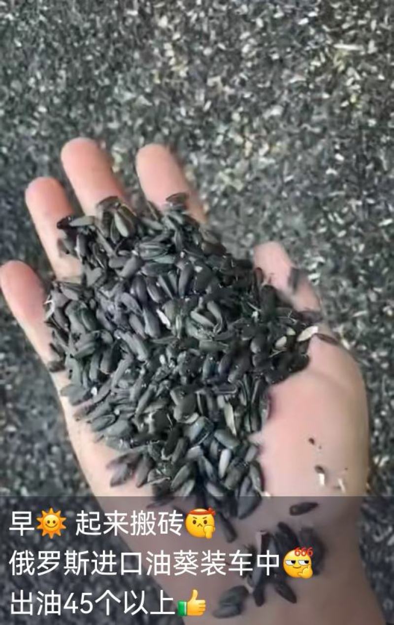 油葵