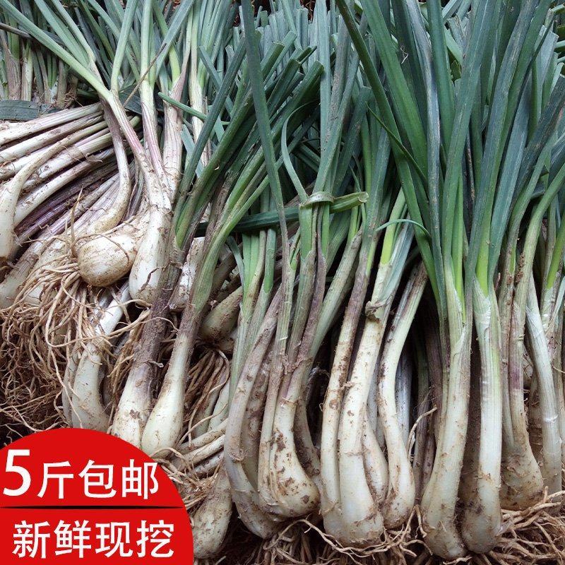 热销江西现挖新鲜带叶茭头芥头茭藠头叫教头薤白当季农家自种