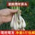 热销江西现挖新鲜带叶茭头芥头茭藠头叫教头薤白当季农家自种