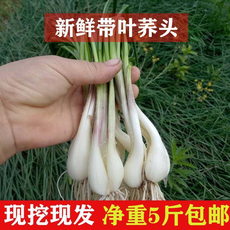热销江西现挖新鲜带叶茭头芥头茭藠头叫教头薤白当季农家自种