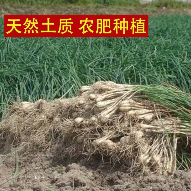 热销江西现挖新鲜带叶茭头芥头茭藠头叫教头薤白当季农家自种