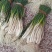 热销江西现挖新鲜带叶茭头芥头茭藠头叫教头薤白当季农家自种