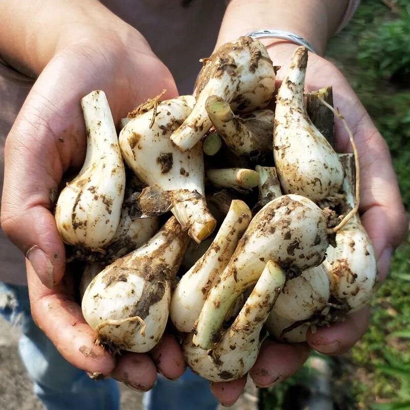热销江西现挖新鲜带叶茭头芥头茭藠头叫教头薤白当季农家自种