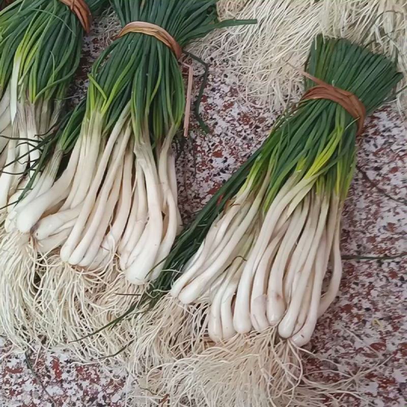 热销江西现挖新鲜带叶茭头芥头茭藠头叫教头薤白当季农家自种