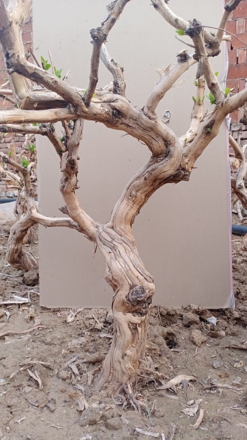 金银花盆景老桩，盆栽地栽都可以，自然形状纹路好一桩一型