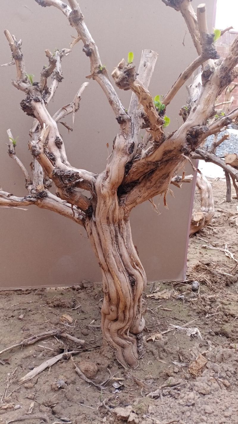 金银花盆景老桩，盆栽地栽都可以，自然形状纹路好一桩一型